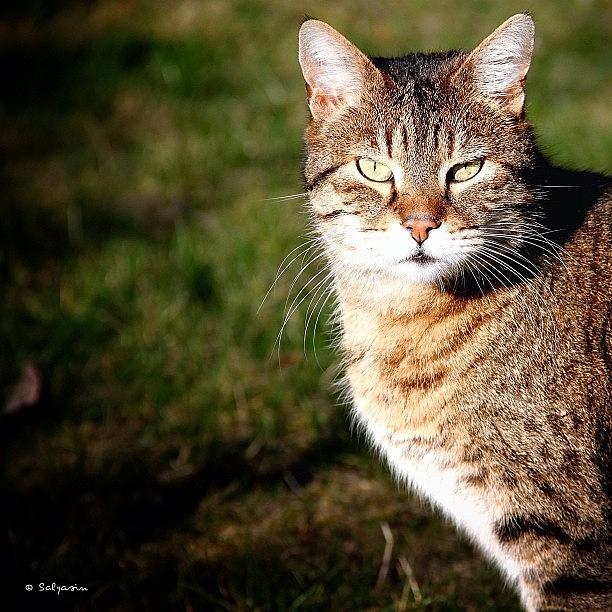 Cat Photograph - Lord Diggs, One Of My Four Cats :) ~ by Sylvia Kepler-Albert