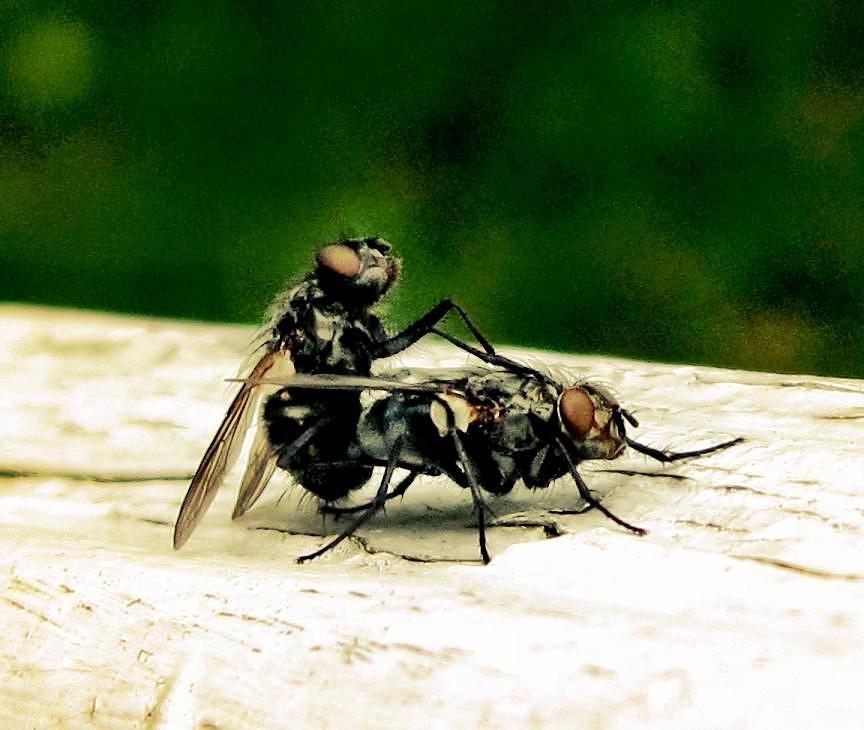 Nature Photograph - Lord of the Fly by Jess Stanisic