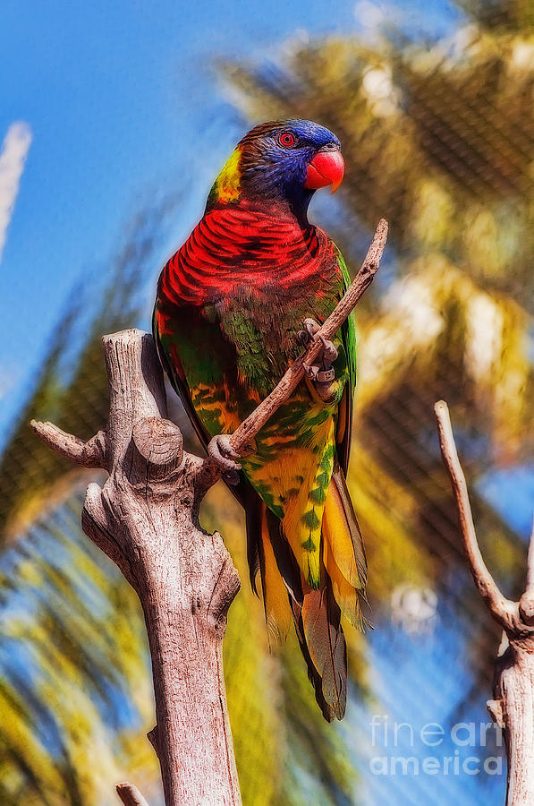 Lorikeet Perched Up High Photograph by Eddie Yerkish