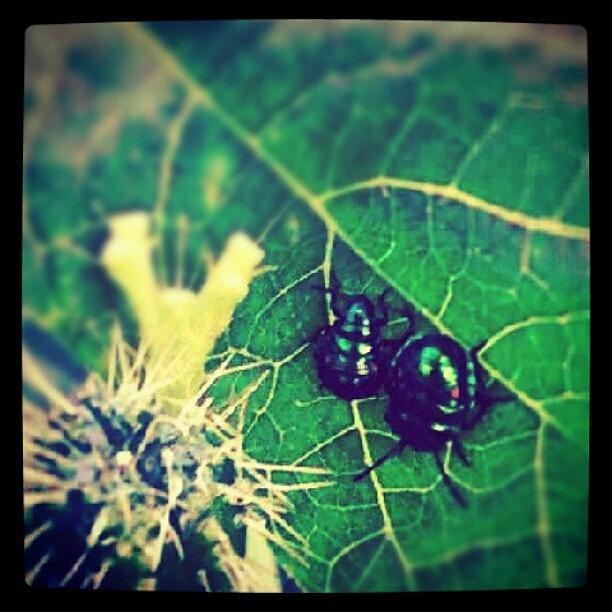 Insects Photograph - Los Cnquitos :-) #fotodroid #nature by Jimmy Rock