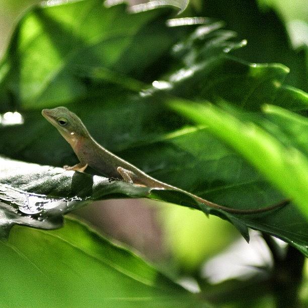 Nature Photograph - Los Gecko by Tony Delsignore
