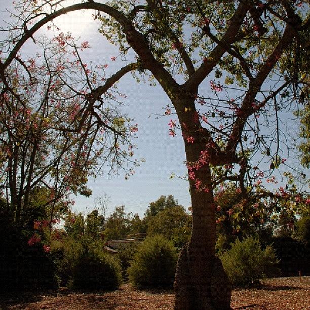 Arcadia Photograph - #losangelesarboretum #arboretum by Michael Lynch