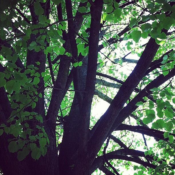 Nature Photograph - #lost In The #leaves. #tree #branch by Jenna Luehrsen