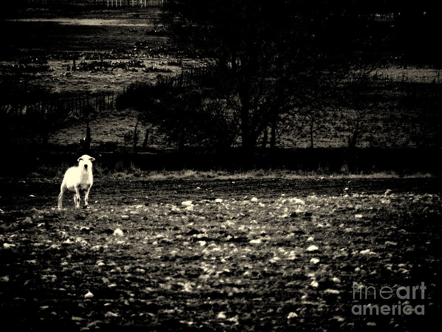 Lost Lamb Photograph by Joe Pratt
