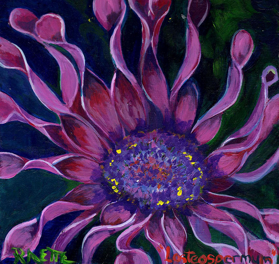 Daisy Painting - Losteospermum by Raette Meredith