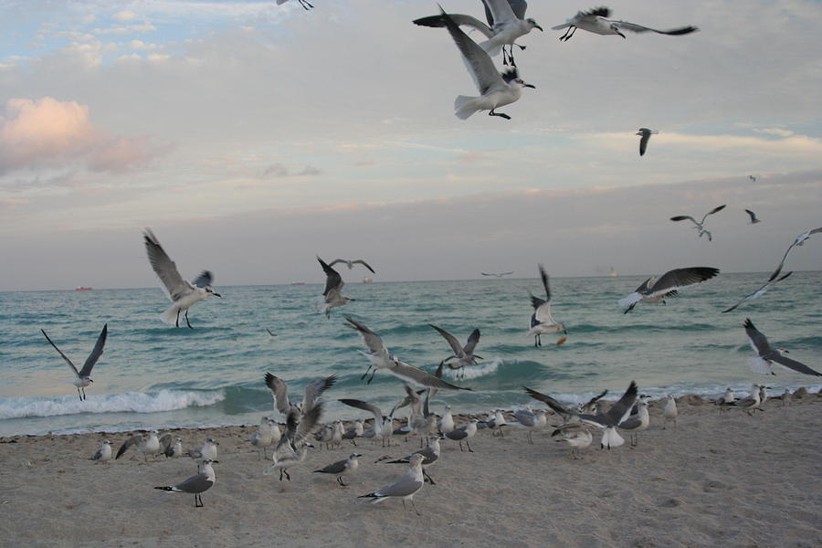 Lots of Birds in Miami Beach Photograph by Elizabet Chacon - Pixels