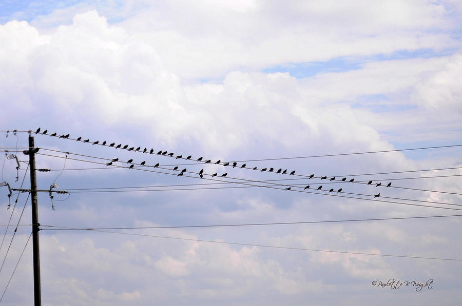 Lots of Birds on Wires Photograph by Paulette B Wright