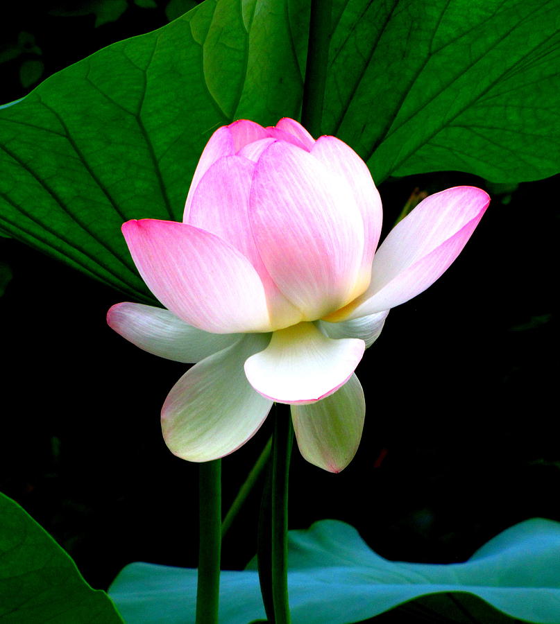 Lotus Photograph by Lisa Jayne Konopka - Pixels