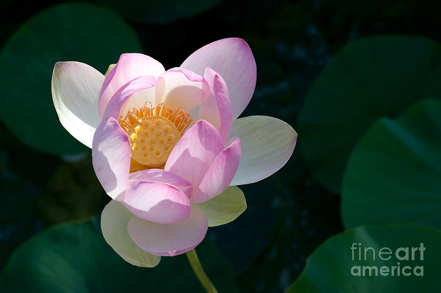 Lotus 1 Photograph by Catherine Lau