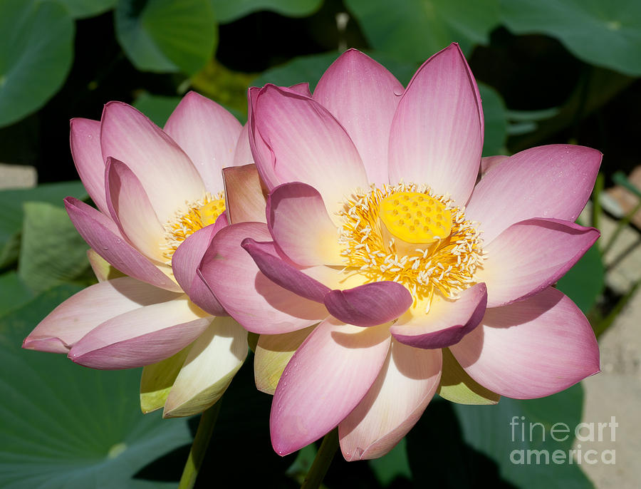 Lotus 10 Photograph by Catherine Lau