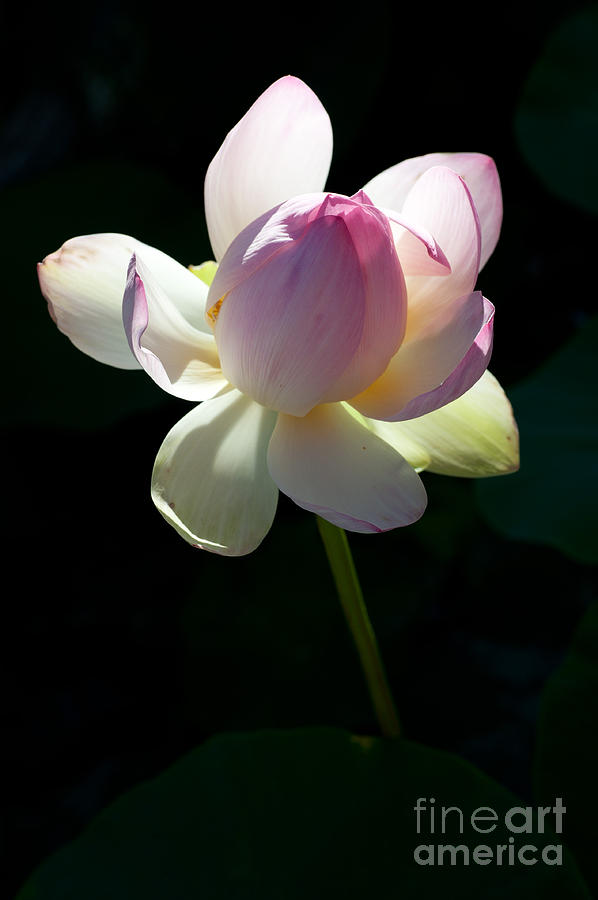 Lotus 13 Photograph by Catherine Lau