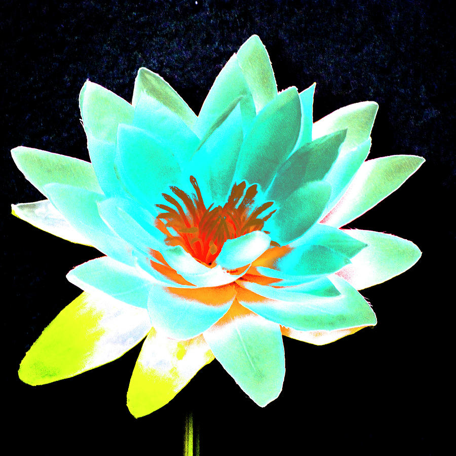 Lotus 3 Photograph by Ann Tracy