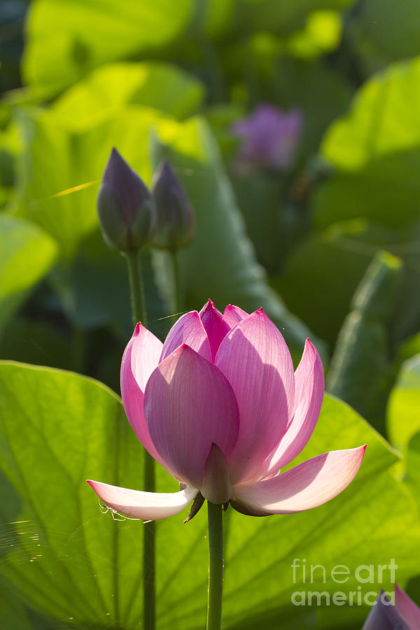 Nature Photograph - Lotus 4 by Tad Kanazaki