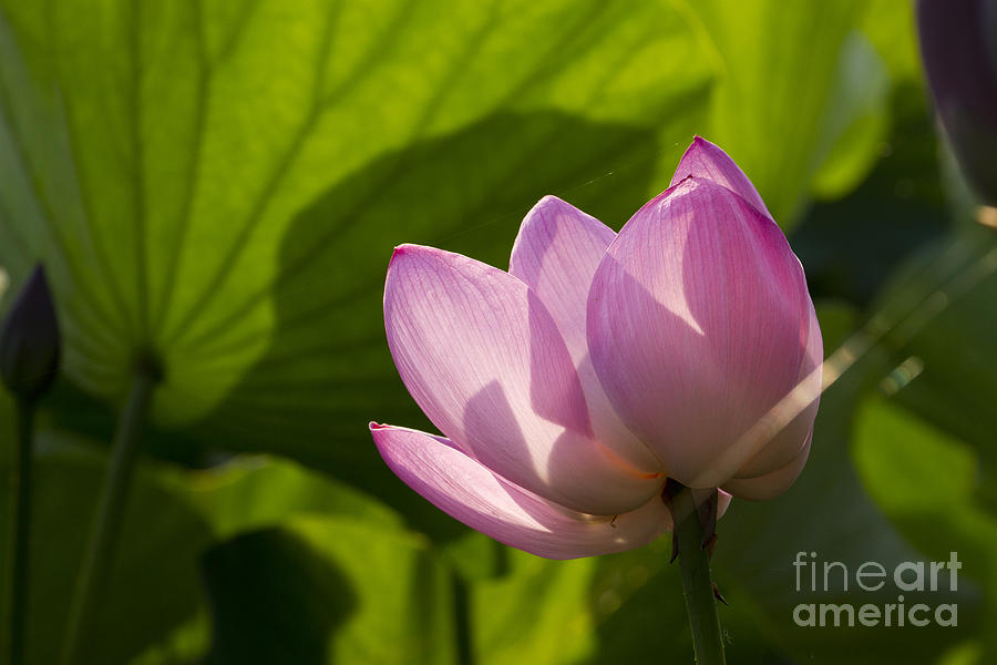 Lotus Photograph - Lotus 5 by Tad Kanazaki Lotus Photograph - Lotus 5 by Tad Kanazaki