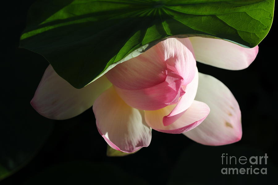 Nature Photograph - Lotus 6 by Catherine Lau