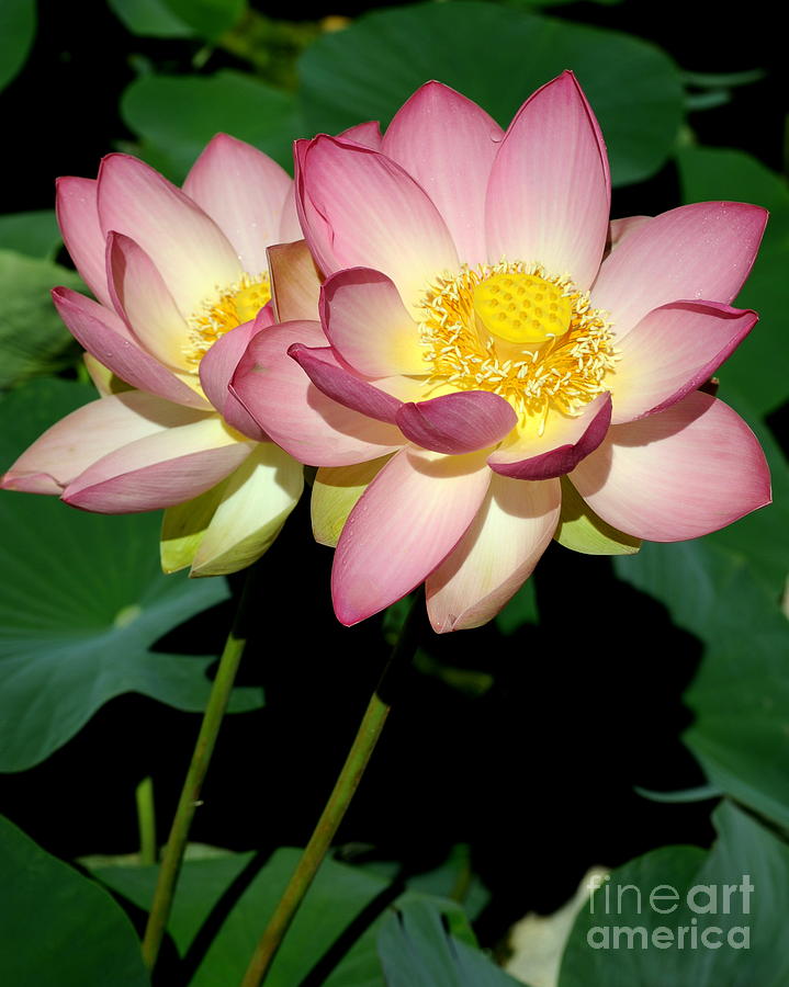 Lotus 8 Photograph by Catherine Lau
