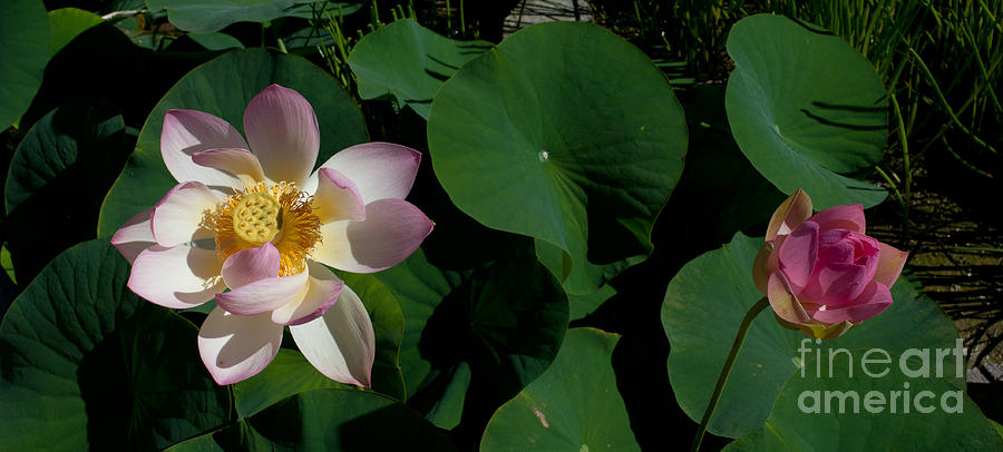 Lotus 9 Photograph by Catherine Lau