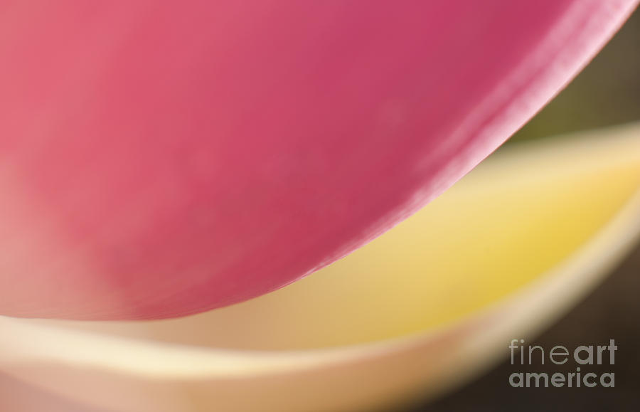 Abstract Photograph - Lotus Abstract 5 by Catherine Lau