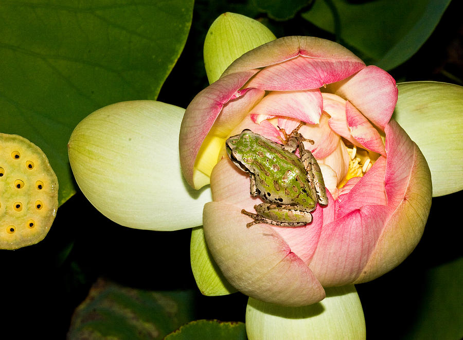 Lotus and frog Photograph by Jean Noren