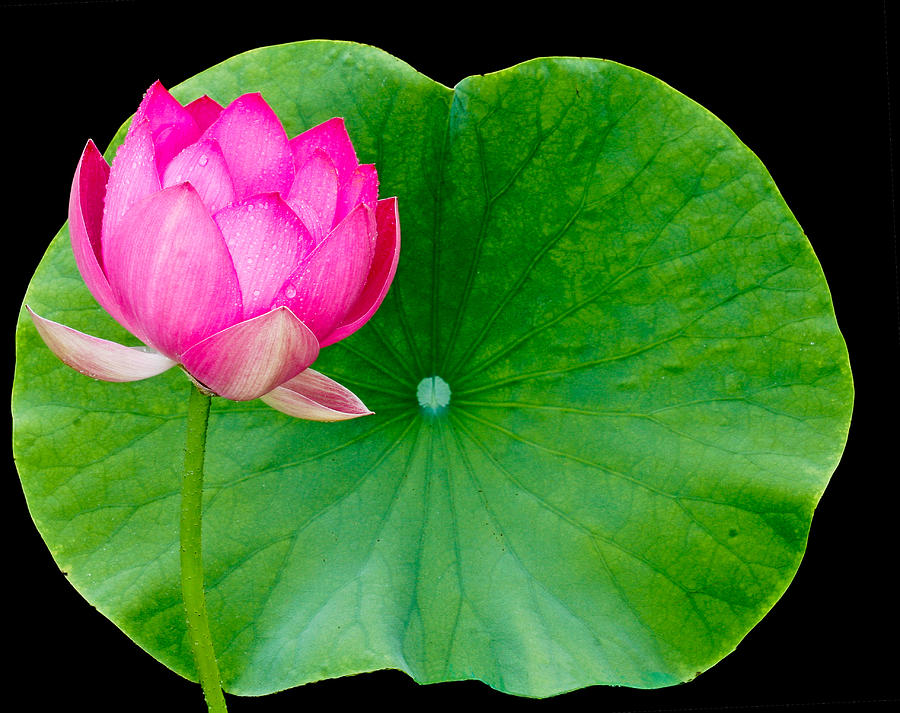 Flowers Still Life Photograph - Lotus and leaf by Jean Noren