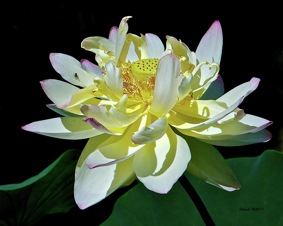 Lotus and the Fly Photograph by Stephen Johnson