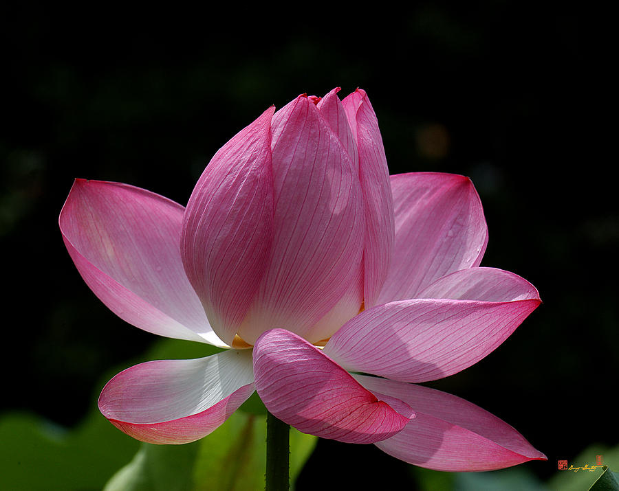 Lotus Beauty--Beauty in Disarray DL027 Photograph by Gerry Gantt