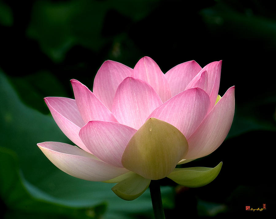 Lotus Beauty--Blushing DL003 Photograph by Gerry Gantt
