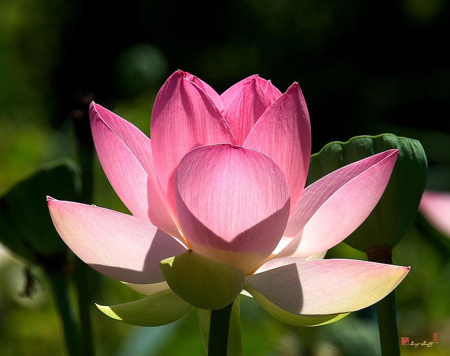 Lotus Beauty--Radiant Beauty DL011 Photograph by Gerry Gantt