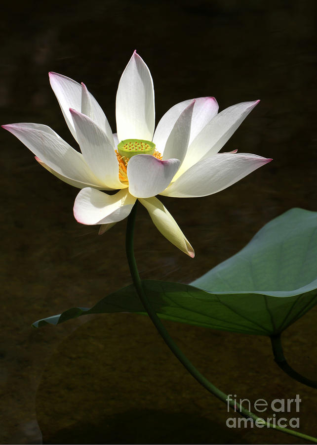 Lotus Beauty Photograph by Sabrina L Ryan