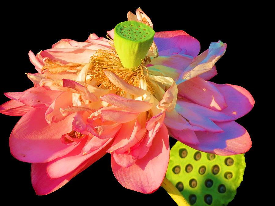 Lotus Beauty Photograph by Vijay Sharon Govender