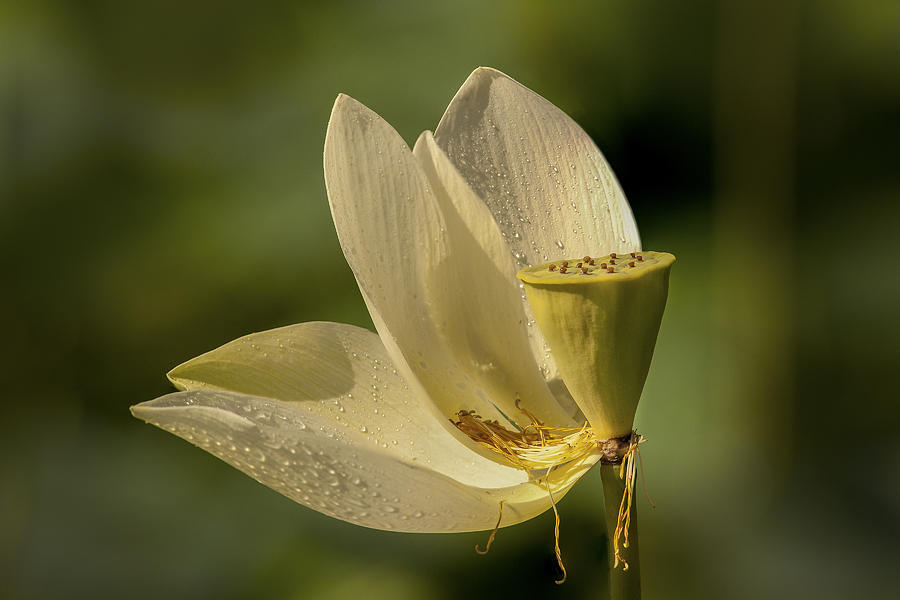 Spring Photograph - Lotus Bloom by Joye Ardyn Durham