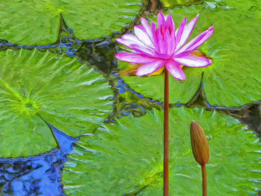 Lotus Blossom and Water Lily Pads Painting by Dominic Piperata