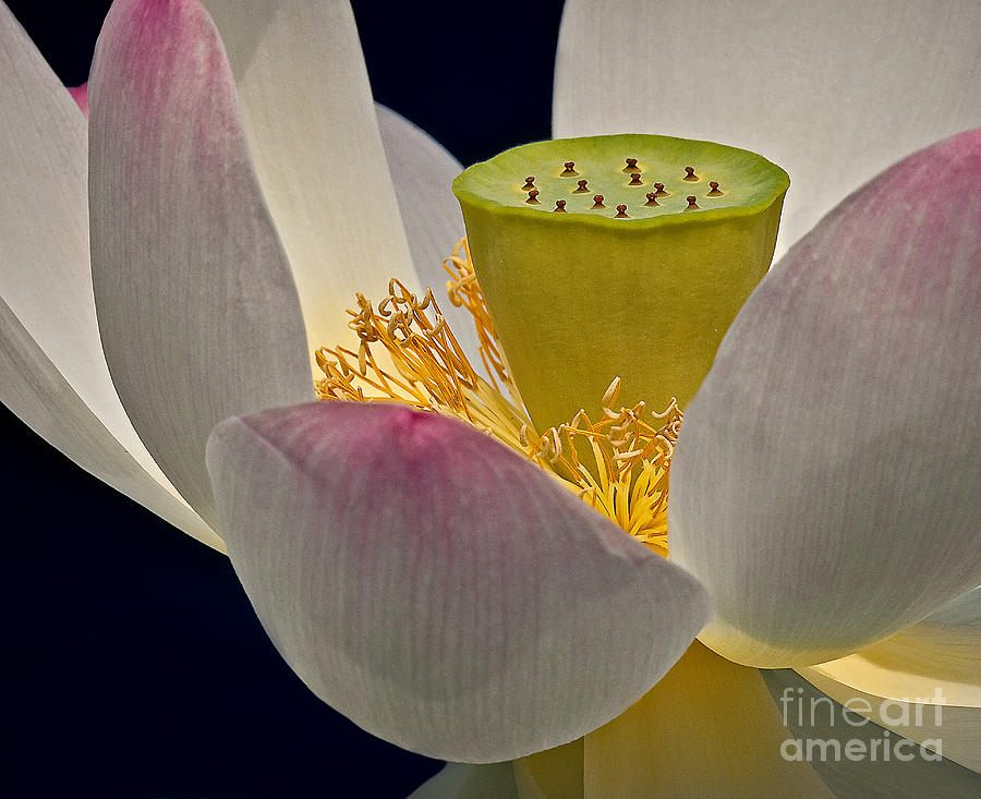 Flower Photograph - Lotus Blossom by Susan Candelario