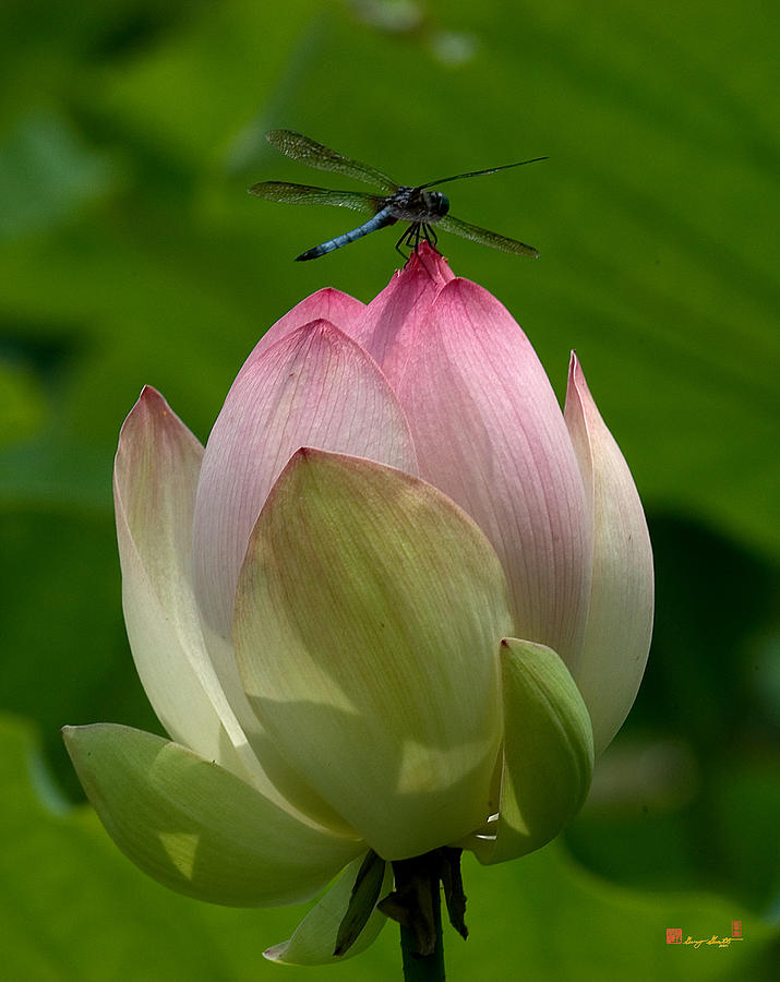 Lotus Bud and Blue Dasher Dragonfly--Supporting Role DL019 Photograph by Gerry Gantt