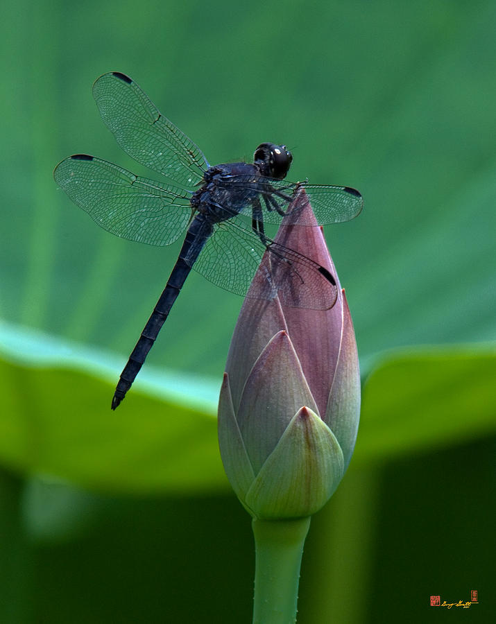 Lotus Bud and Slatey Skimmer Dragonfly DL072 Photograph by Gerry Gantt