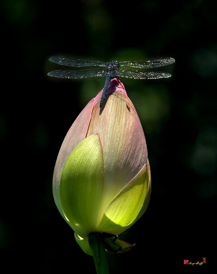 Lotus Bud and Slatey Skimmer Dragonfly DL076 Photograph by Gerry Gantt
