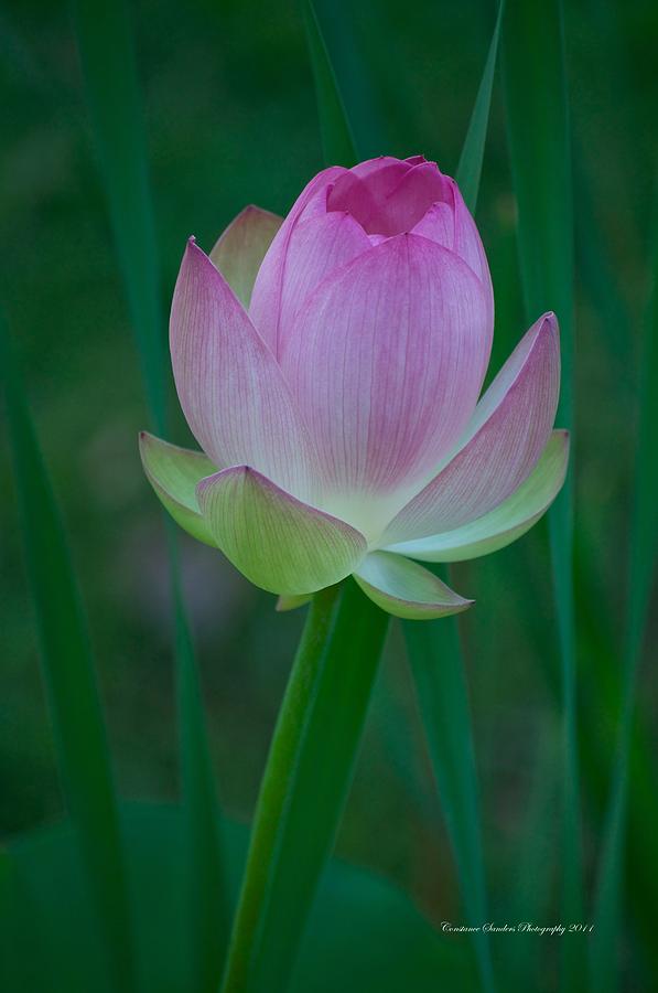Lotus Bud Photograph