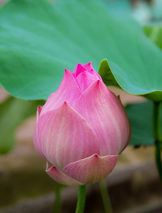 Lotus Bud Photograph by David Freuthal