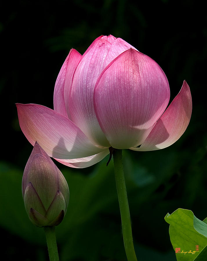 Lotus Bud--Generations i DL015 Photograph by Gerry Gantt