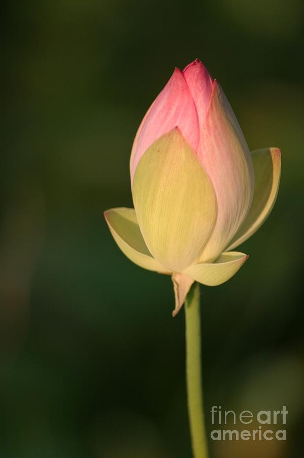 Lotus Bud Photograph by Living Color Photography Lorraine Lynch