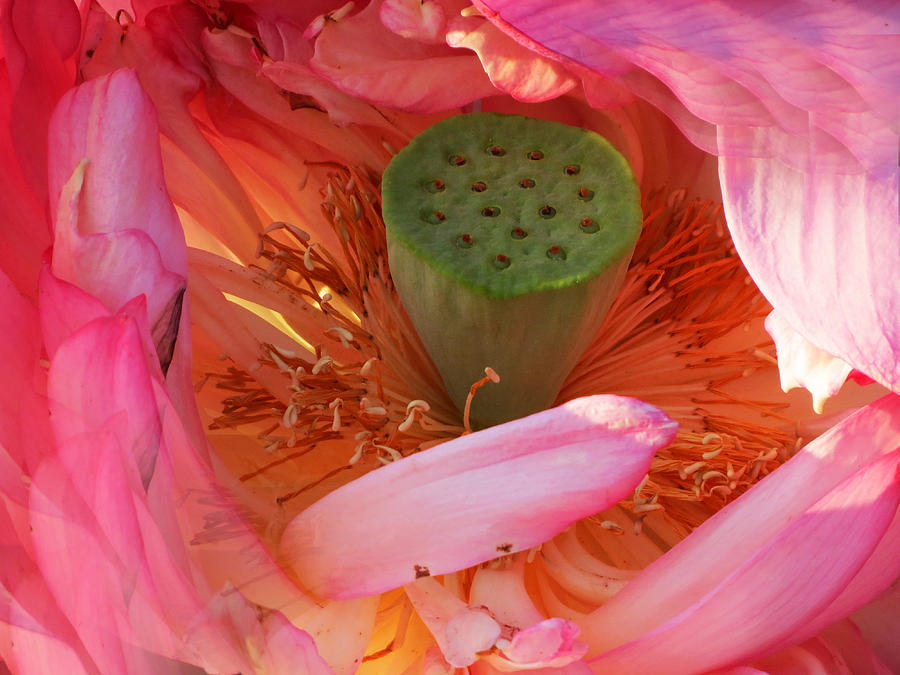Lotus Closeup Photograph by Vijay Sharon Govender