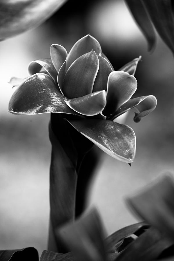 Nature Photograph - Lotus by Darren Strubhar