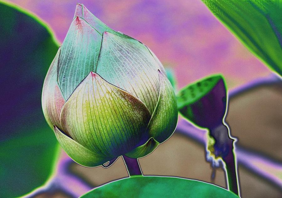 Lotus dreaming 7 Digital Art by Fran Woods
