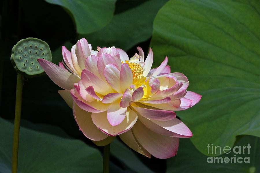 Lotus Flower And Seed Pod And Leaves Photograph by Byron Varvarigos | Fine  Art America