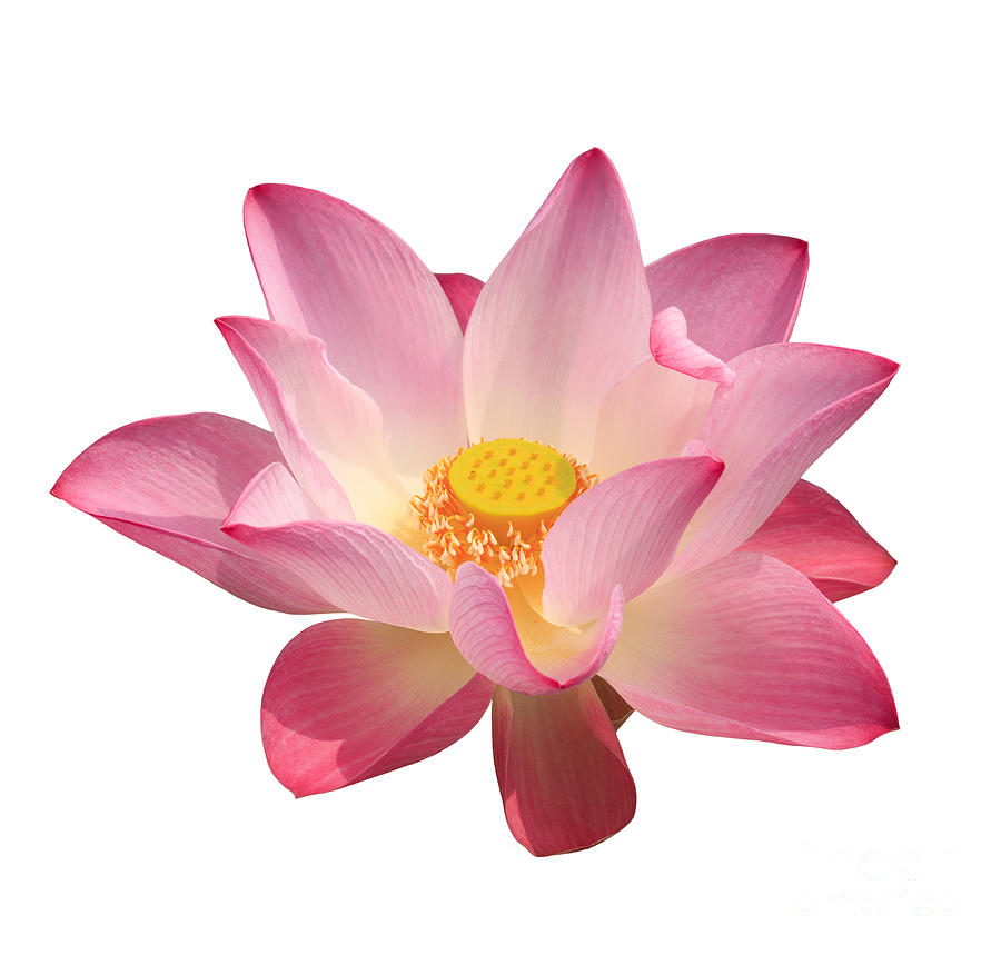 Lotus flower  Photograph by Anek Suwannaphoom