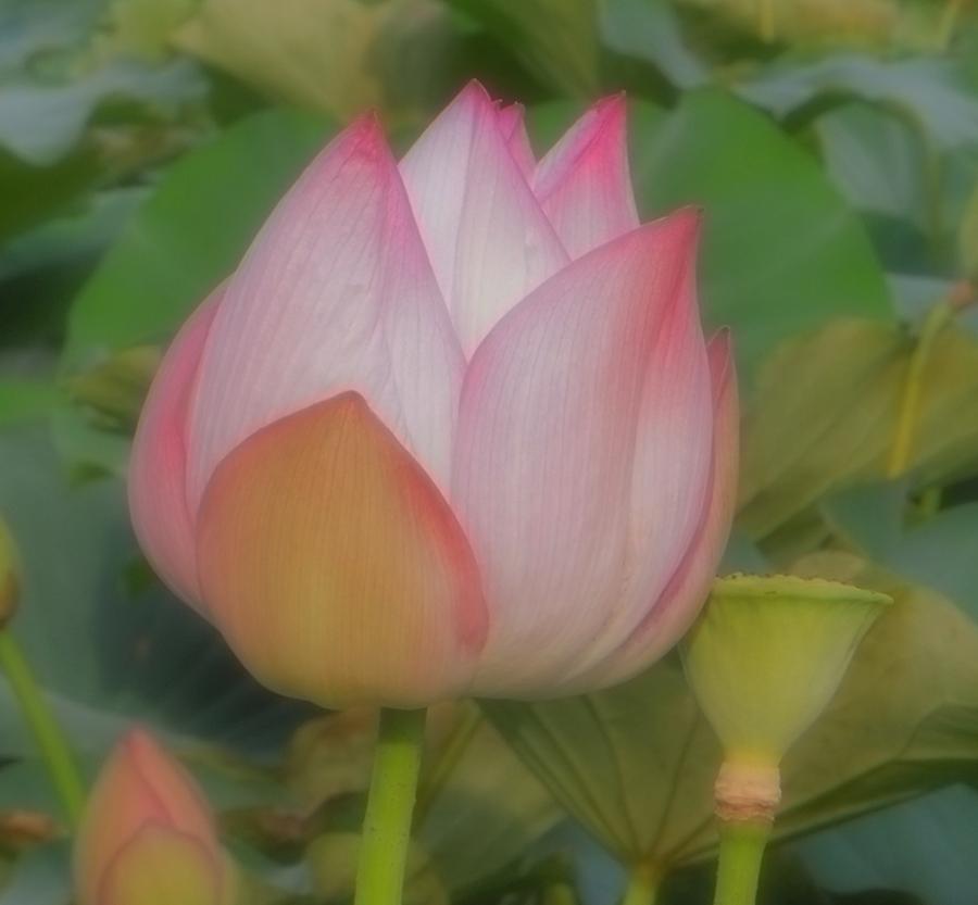 Lotus Flower Photograph by Chad and Stacey Hall