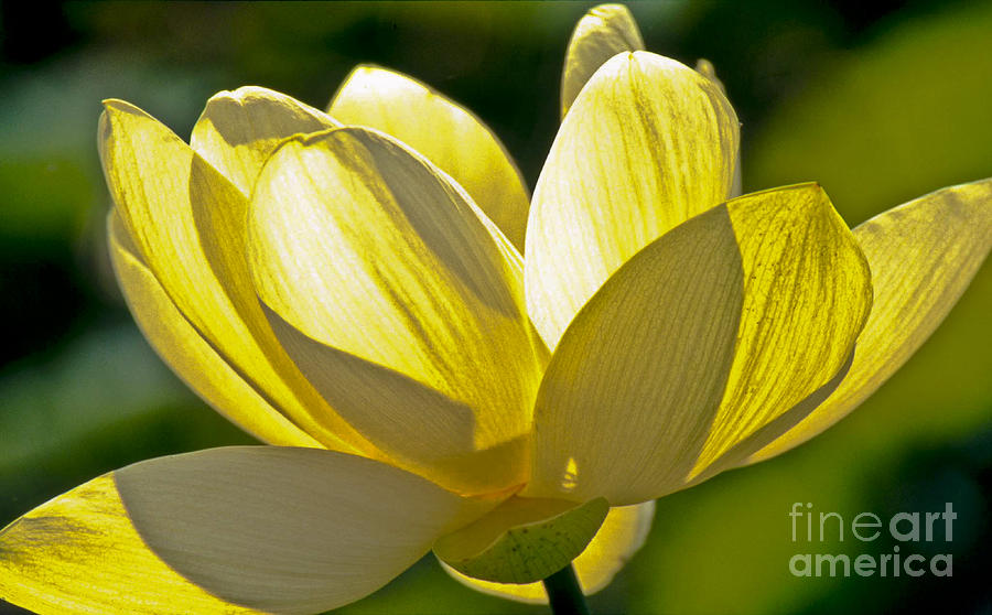 Lotus Flower Photograph by Heiko Koehrer-Wagner