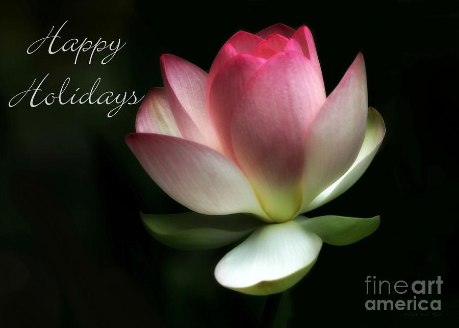 Lotus Flower Holiday Card Photograph by Sabrina L Ryan