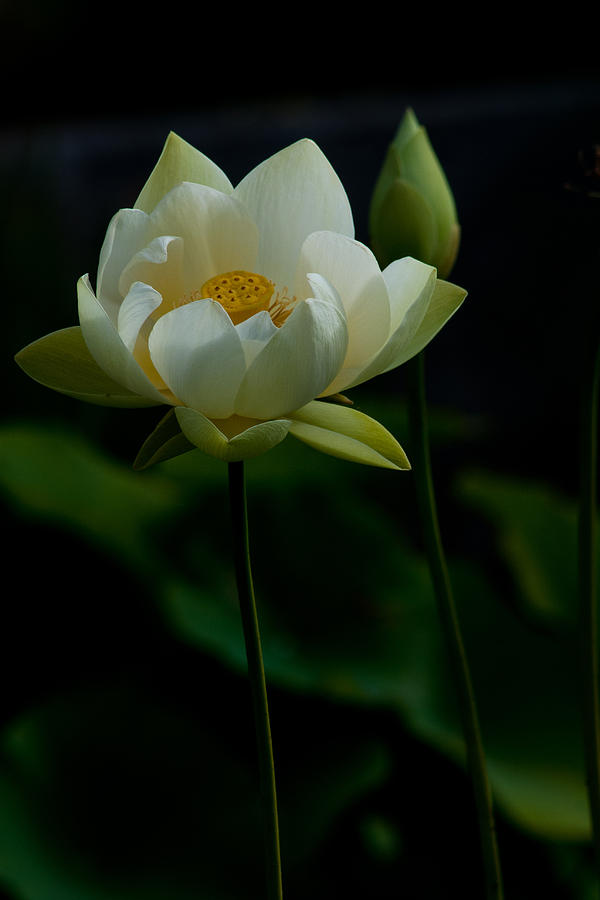 Lotus flower Photograph by Judith Tillson - Fine Art America