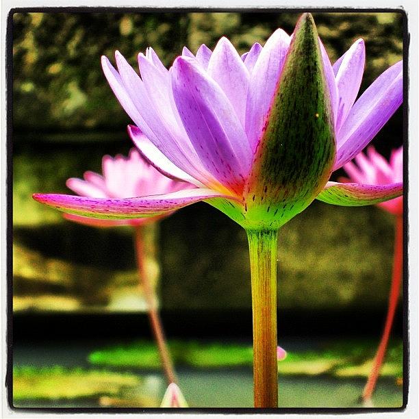 Lotus Flower Photograph by Lorelle Phoenix